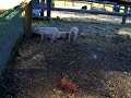 Piggies in a pen at a roadside fruit stand