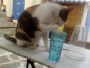 Pussy Cat!