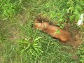 Norn�k v akci -- Dachshund in action