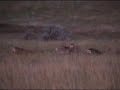 Big Mule Deer Bucks in the North Dakota Badlands