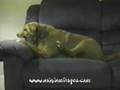 Chien Super Con