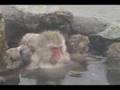 Japanese Snow Monkeys (Jigokudani, Shiga Kogen, Nagano)