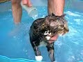 Cat In a Bath