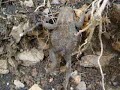 Anfibios bufo 2
