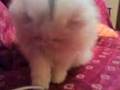 videos de Oplà Chanel e il topino salterino