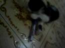 Gato dO Boa - Boa\