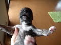 ウィペット　生後15日目　嫌、いや、イヤーーーっっ！！