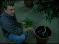 Plant Care Guide: Green Thumb Techniques : Guide to Staging House Plants Plant Care Guide: Green Thumb Techniques : Guide to Staging House Plants