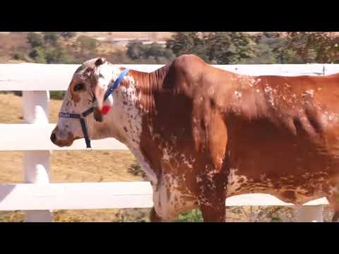 LOTE 17 - CABANHA FAMOSO EST. STA HEL