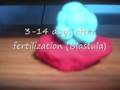 videos de Fertilization of an Egg