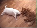 gato y valeriana