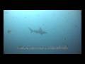 Save Koh Tao Now, HD underwater video, Thailand