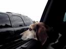 Orion rollin\