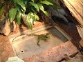 Grencia eating cricket Grencia eating cricket