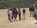 USEF Retirement of Winsome Adante Kim Severson 2008 Rolex