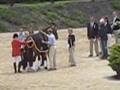 USEF Retirement of Winsome Adante Kim Severson 2008 Rolex