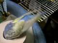 トイレットペーパーと格闘【セキセイインコ】