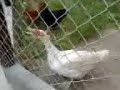 dumme gans xD dumme gans xD