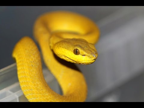 YouTube reptile video