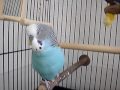 MOV07954 Bluey Aflac.MPG