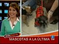 Petaporter - Mascotas con glamour