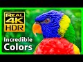 THE MOST COLORFUL NATURE IN REAL 4K HDR - INCREDIBLE TROPICA ..