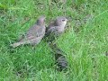 starling babies starling babies