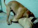 Dry Humping ;)