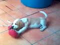 mi perra beagle muela con un guante