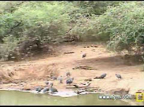 Red-Billed Quelea Swarm at Pete's ...
