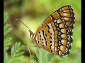 www.quiescencemusic.com Enjoy New Age music. Leave your cares and worries behind as you journey deep into the heart of the forest. Piano music by Edward Weiss