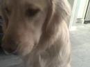 Smart Dog Smart Dog