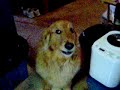 My dog again My dog again