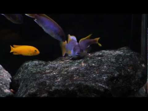 how to vent yellow tail acei
