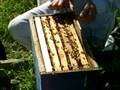 abejas