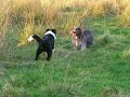 Ninja en Chendo in natuurgebied.