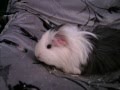 my cavies