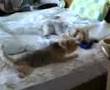 お兄犬ヨークシャテリアの おもちゃ独り占め