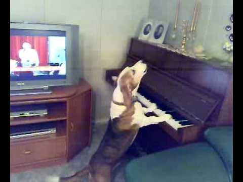 Τι μουσική παίζει ο σκύλος στο πιάνο;!