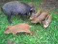 El cochino jabalín El cochino jabalín