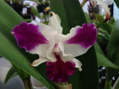 how to take care of orchids