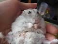 Hamster Eating Bean Sprouts