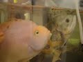 Local Peces Local Peces