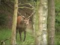 Red deer in rutting season Edelherten bronst [Veluwe]