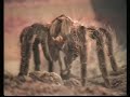 Vogelspinne Brachypelma Albopilosa in Action 3