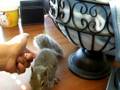 videos de Newton the squirrel at the office