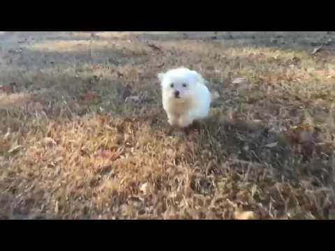 Bailey loves to run around in the leaves after his afternoon potty break