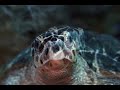 Diving with Dreamtime in Mahahual, Costa Maya Diving with Dreamtime in Mahahual, Costa Maya