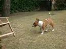Bull Terrier Miniatura video
