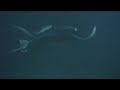 Dancing Manta Rays
